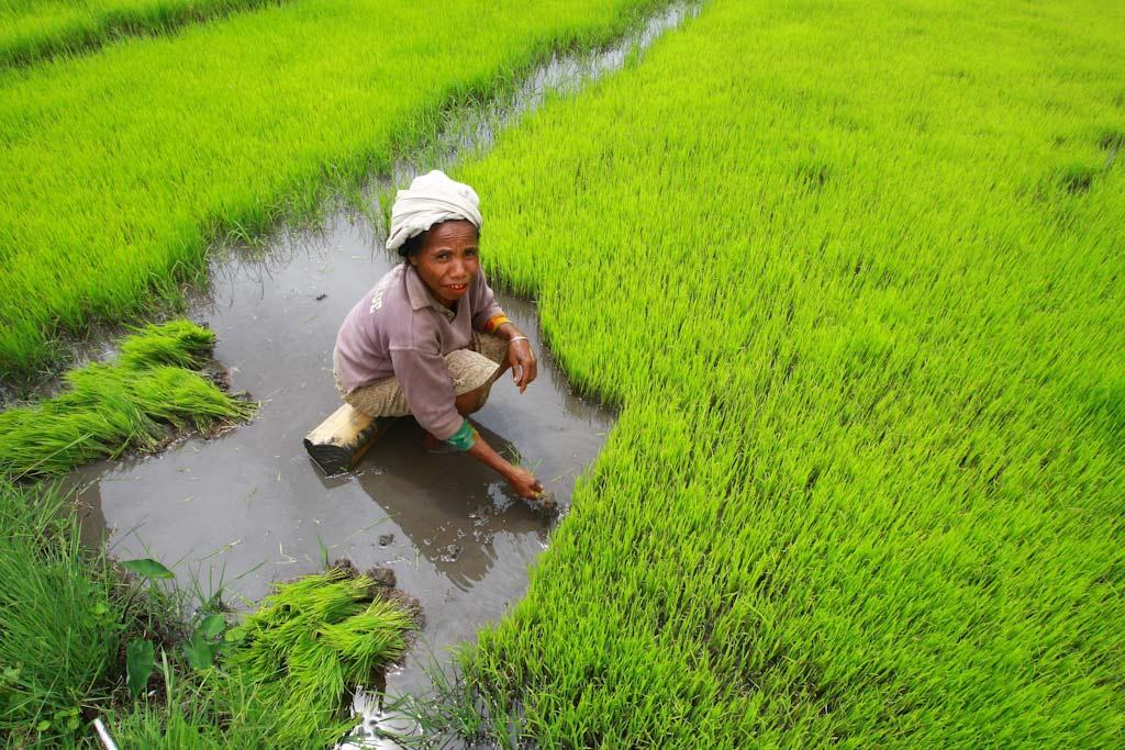 Rice harvest in Aileu