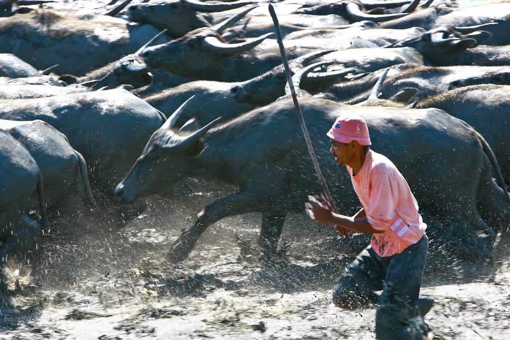Farmer herds buffalo near Manatuto