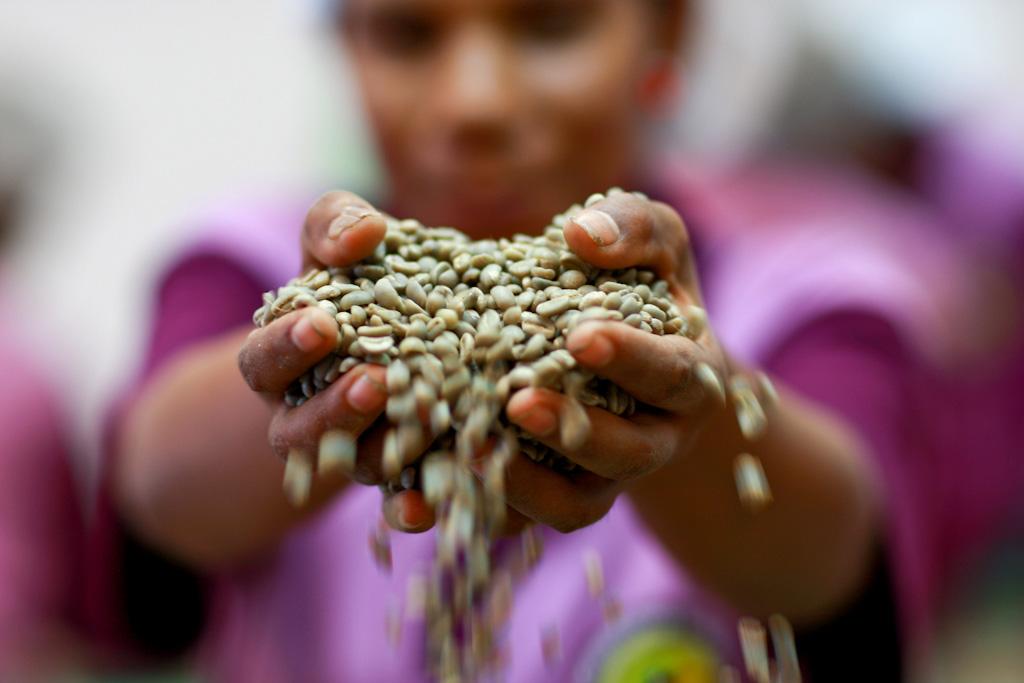 With 19,600 members from 16 cooperatives and 494 small-scale farmer groups, Cooperativa Café Timor obtained  a Fair Trade certification in 2001