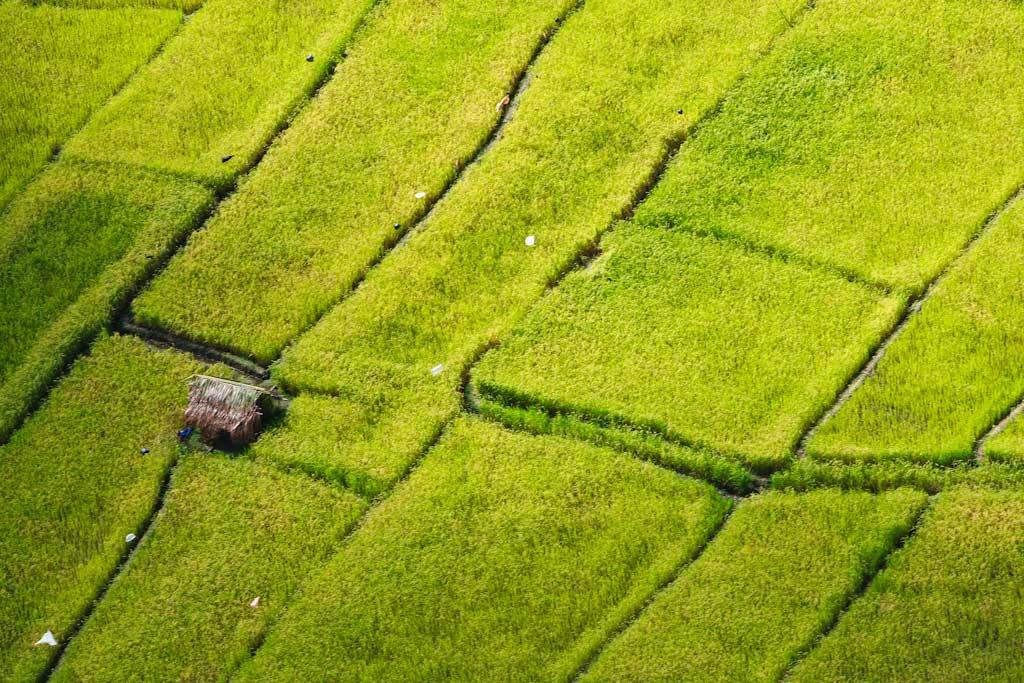 Aerial view of rice fields in Timor-Leste