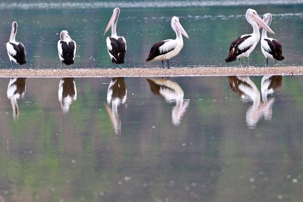Six pelicans standing on a sandbar in a river.