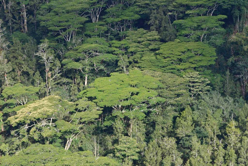 Aerial view of a canopy of trees