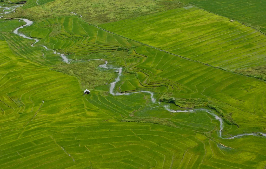 Aerial view of rice fields in Maliana subdistrict of Timor-Leste. 
