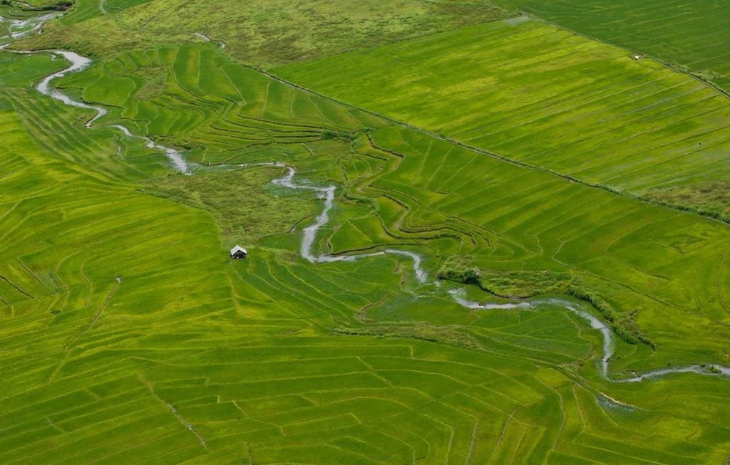 Aerial view of rice fields in Maliana subdistrict of Timor-Leste. 